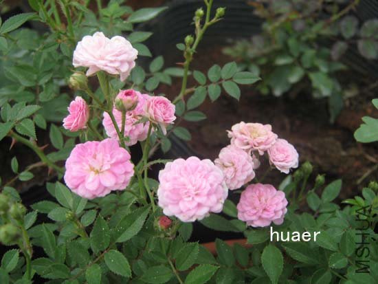 IMG_6395 ����.jpg