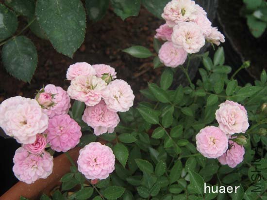 IMG_6394 ����.jpg