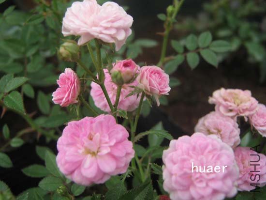 IMG_6399 ����.jpg