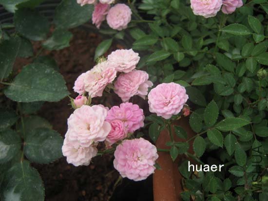 IMG_6396 ����.jpg