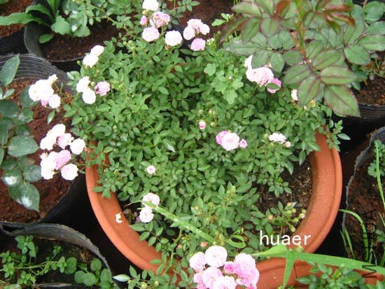 IMG_6397 ����.jpg