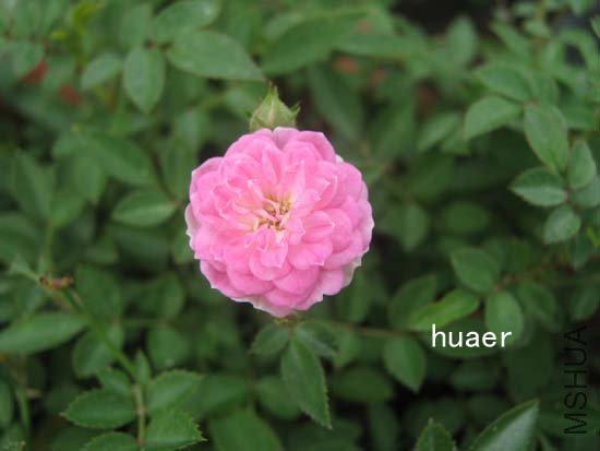 IMG_6398 ����.jpg