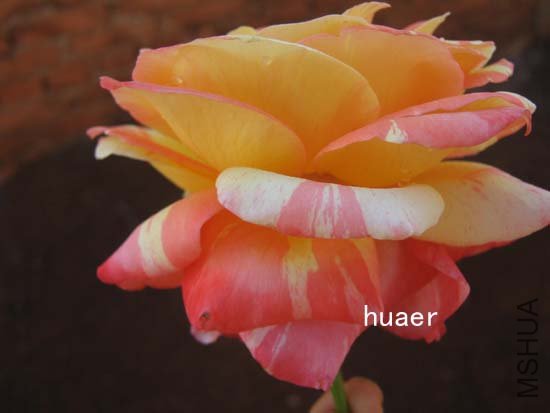 IMG_6441 ����.jpg