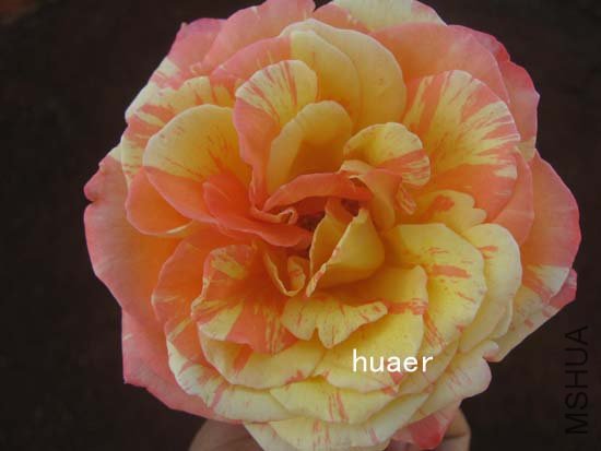 IMG_6442 ����.jpg