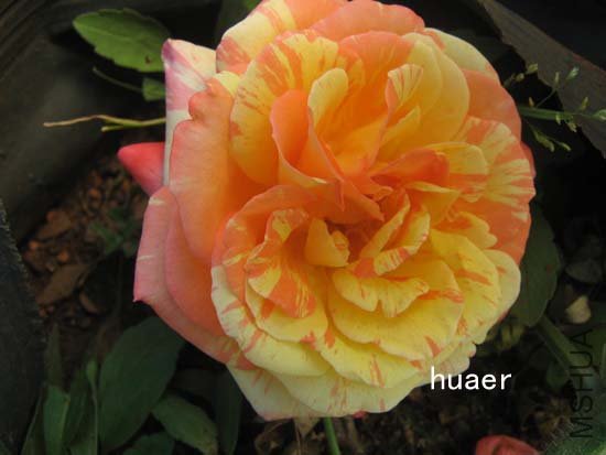 IMG_6445 ����.jpg