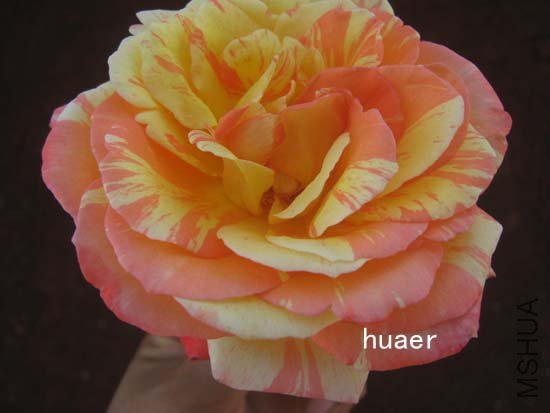 IMG_6440 ����.jpg