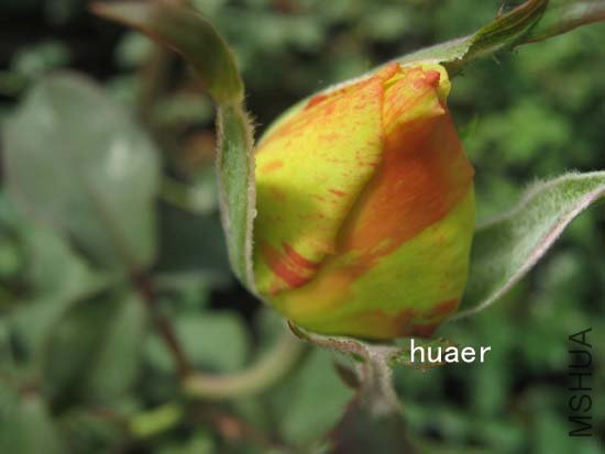 IMG_6435 ����.jpg