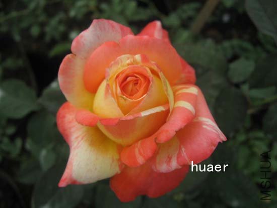 IMG_6404 ����.jpg