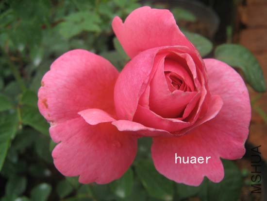 IMG_6458 ����.jpg