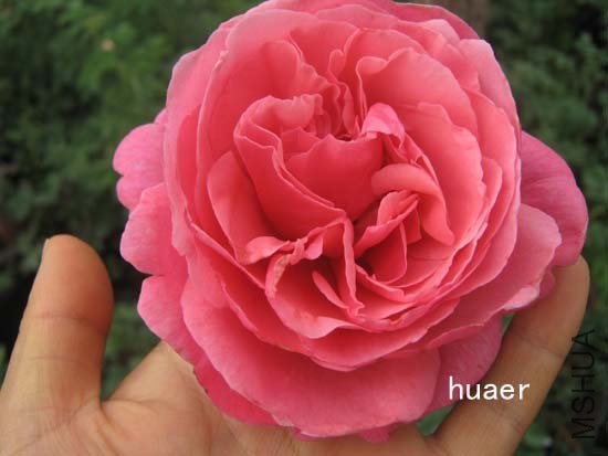 IMG_6463 ����.jpg