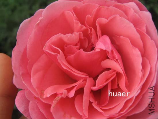 IMG_6464 ����.jpg