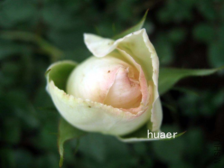 IMG_6460 ����.jpg