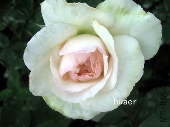 IMG_6461 ����.jpg