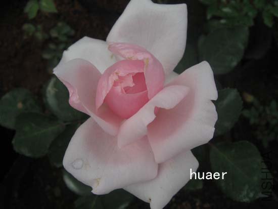 IMG_6391 ����.jpg