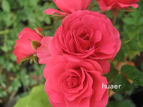 IMG_6356 ����.jpg