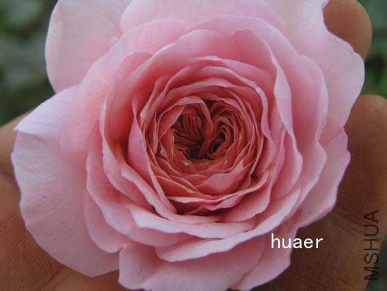 IMG_6337 ����.jpg