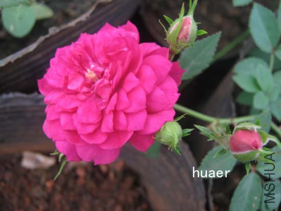 IMG_6390 ����.jpg