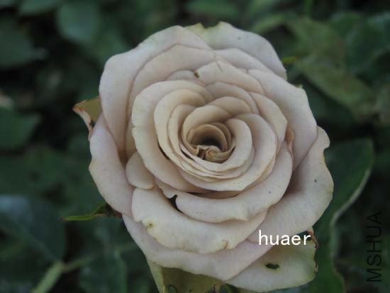 IMG_6457 ����.jpg