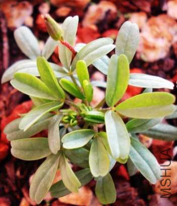 ��֪����ʲô����