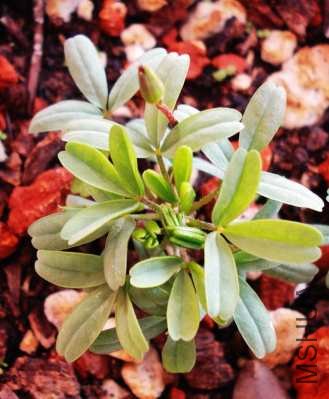 ��֪����ʲô����