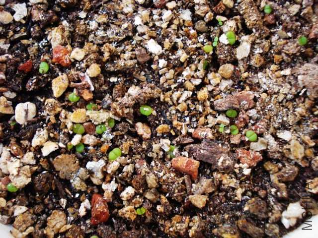 ��ѿ����ʯ��