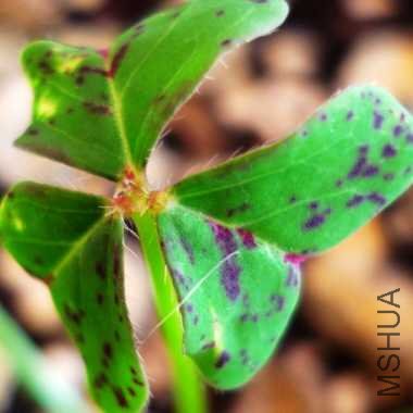 ��֪����ʲô����