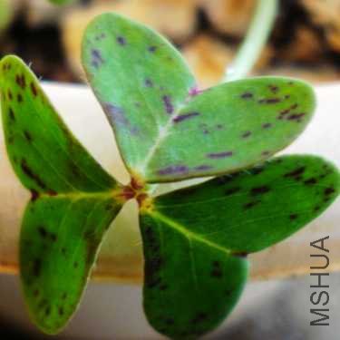 ��֪����ʲô����