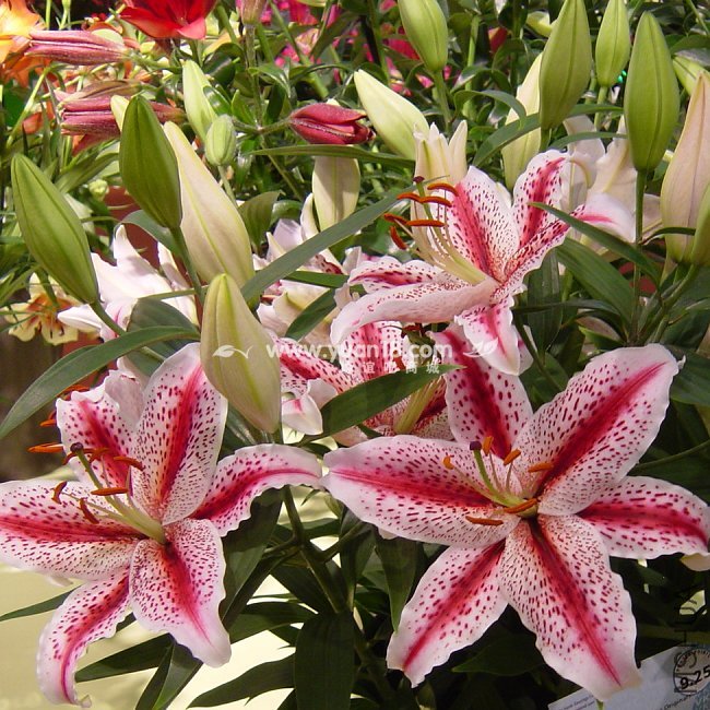 L1014 tigerwoods.jpg