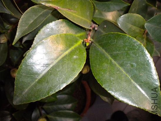 ͼƬ�ղ� 034.jpg