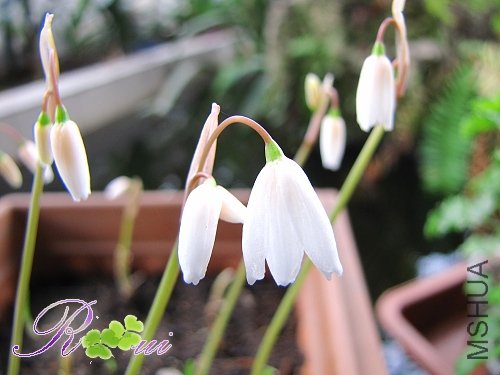 Leucojum autumnale ��ѩƬ 3.jpg
