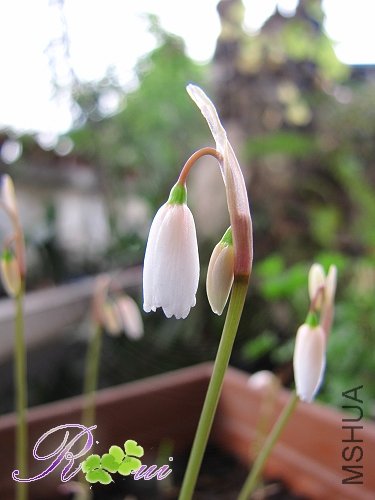 Leucojum autumnale ��ѩƬ 4.jpg