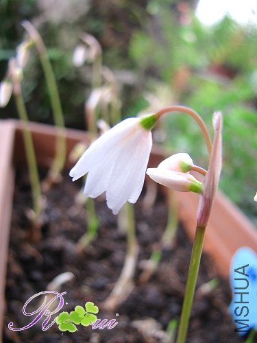Leucojum autumnale ��ѩƬ 9.jpg