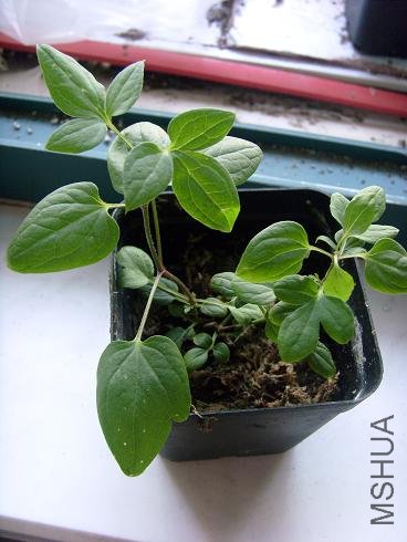 ��ò�֪�����֣���ǩ����