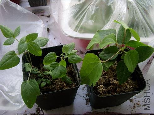 Ҷ�Ӵ���Ǳ�����