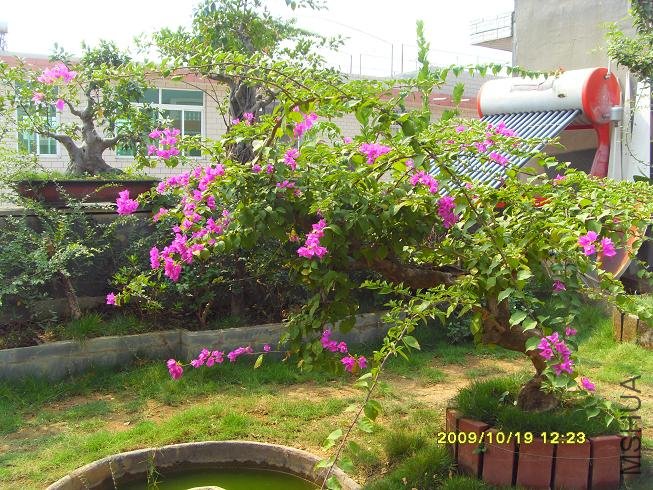 ����ʢ��������÷��