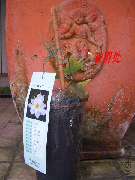 �����������������ʮ���׶೤��֦��