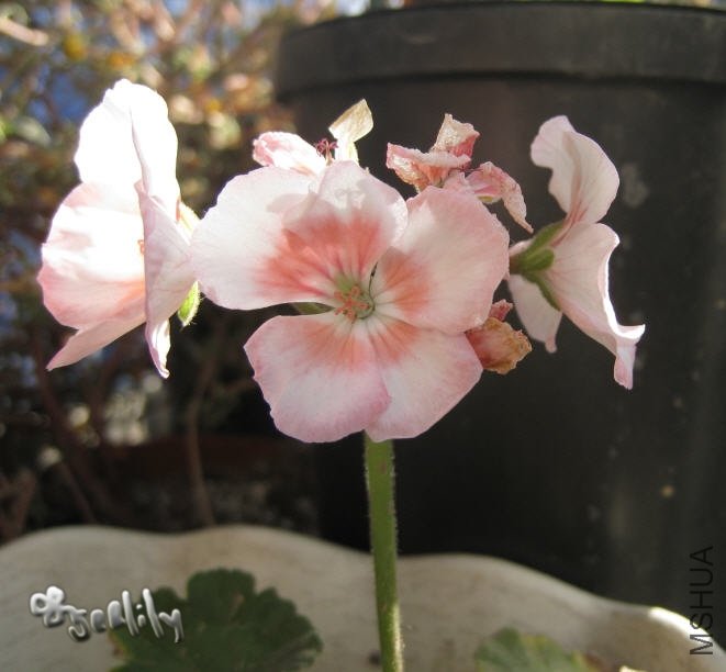 2009-10-21 ���ÿ�-��ɫ-do.jpg