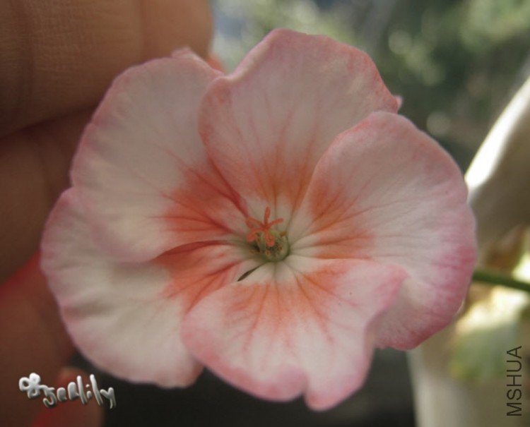 2009-10-21 ���ÿ���ɫ��д-do.jpg