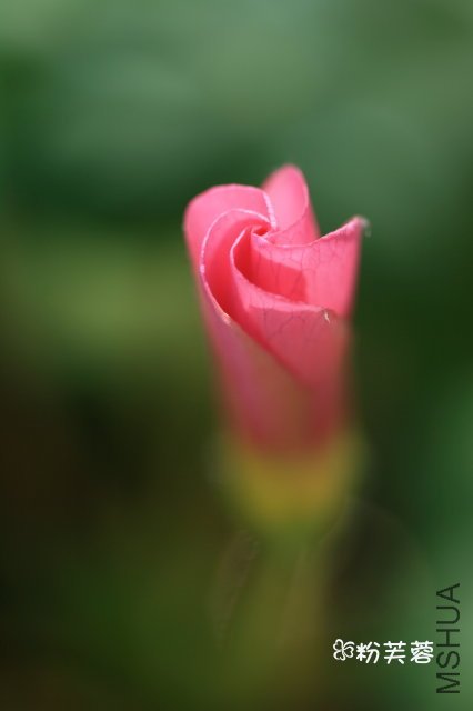 P Pink 2009 10 24 2.jpg