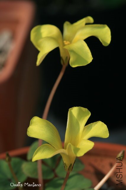 Manjano 2009 10 24 3.jpg