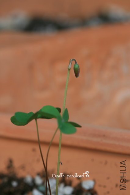 Perdicari_2009 10 24.jpg