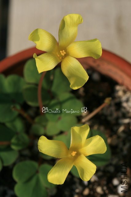 Manjano 2009 10 24 1.jpg