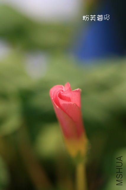 P Pink 2009 10 24.jpg