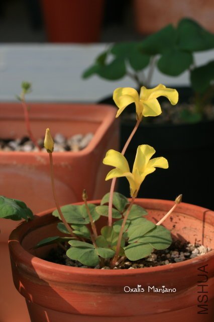 Manjano 2009 10 24 2.jpg