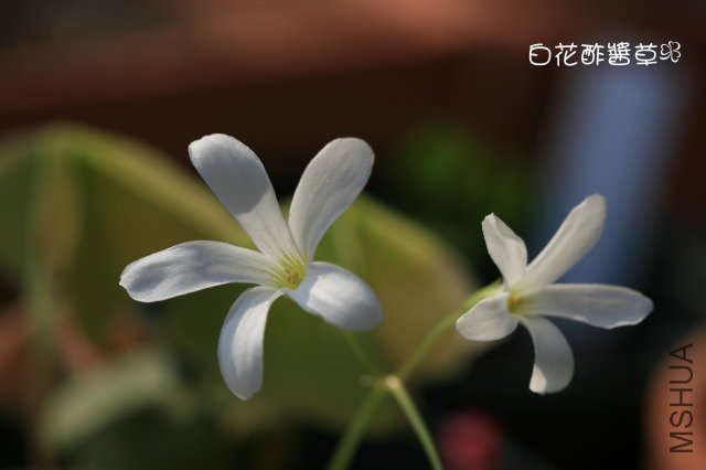 �׻��� 2009 10 24.jpg