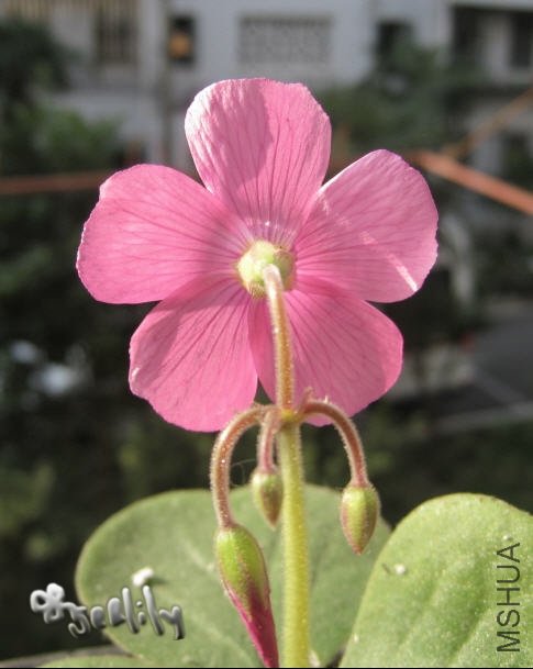 2009-10-25 ���-��Ӱ-do.jpg