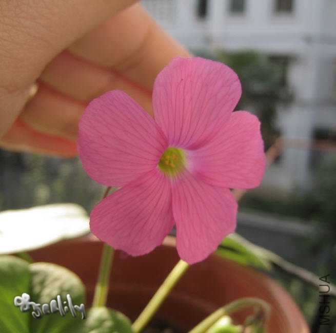 2009-10-25 ���-�ô�-do.jpg