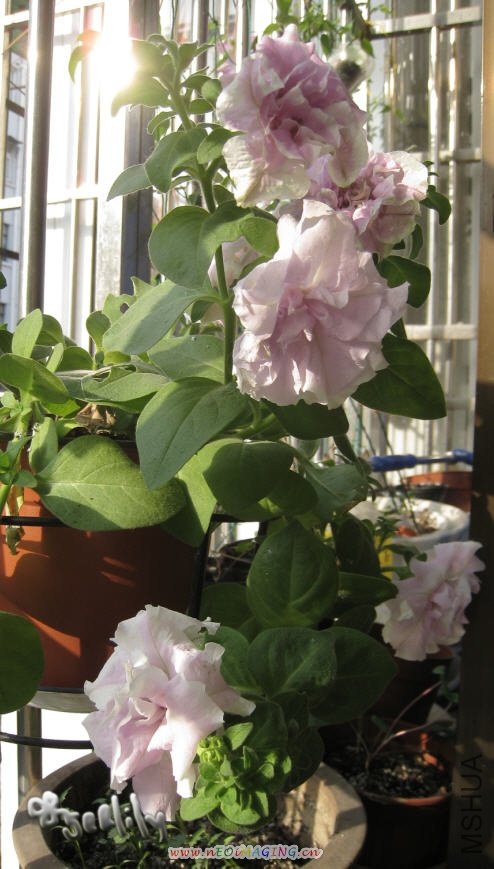 2009-10-25 ����-������-do.jpg