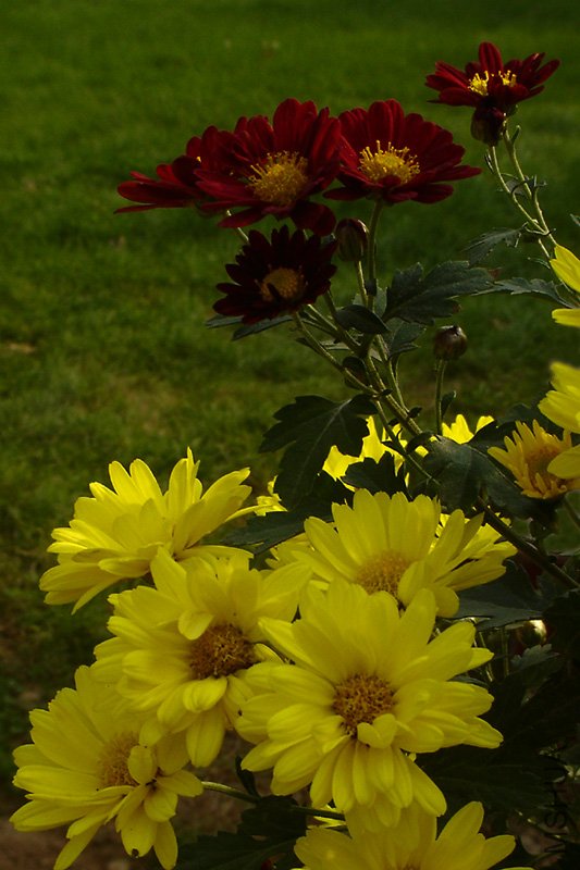 DSC09733-1.jpg