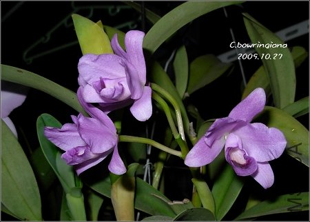 C.bowringiana 2_nEO_IMG.jpg